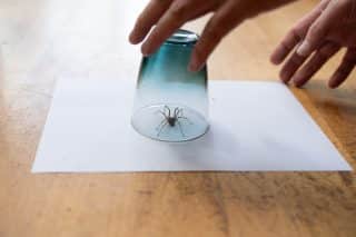 pavouk sklenice