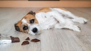 „Panika! Můj pes snědl čokoládu.“ Veterinář radí, jak v takové situaci jednat a kdy se obávat nejhoršího