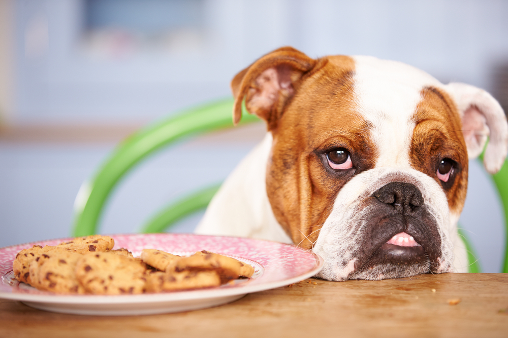 Pes se tváří nešťastně a před ním na talíři je čokoláda v sušenkách