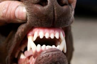 Černé, modré, růžové. Co vypoví barva dásní psa o jeho zdravotním stavu? Může jít o vnitřní krvácení i pappilomatózu