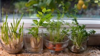 Šest blahodárných rostlin, které můžete celoročně pěstovat bez květináče a hlíny. Stačí vám nádoba s vodou