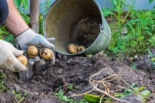 Důležitý bod pro velkou úrodu brambor: Správná poloha a vrstvení hlíny