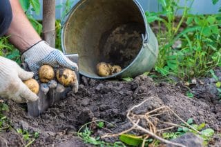 Tuto sezónu vypěstujete nejmíň 40 kbelíků brambor. Spolehněte se na rady těch nejlepších zahrádkářů