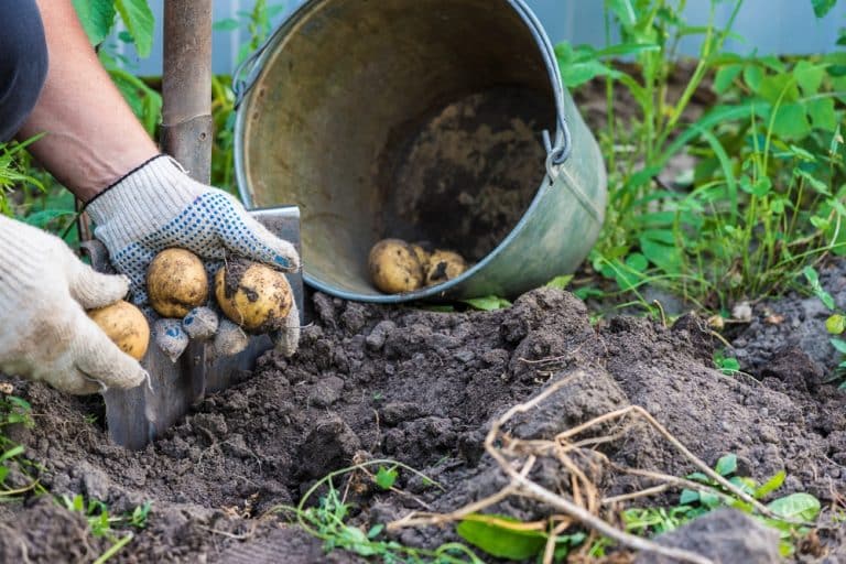 Důležitý bod pro velkou úrodu brambor: Správná poloha a vrstvení hlíny