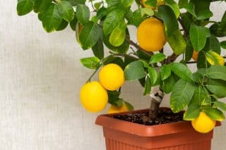 citrus plody zralost kvetinac