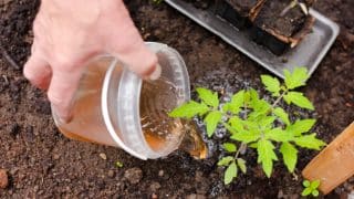 Hnojení rajčat bez chemie: Stačí použít droždí a řídit se poměrem 13:13:40