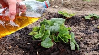 Počasí má na účinek hnojení podstatný vliv: Vyživovat rostliny v chladném počasí postrádá smysl