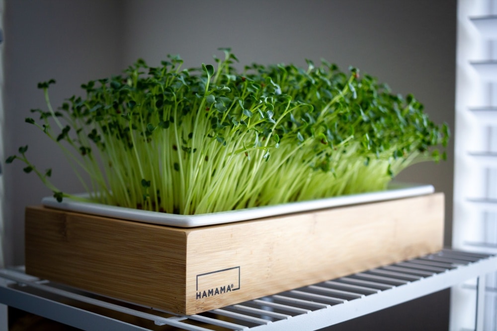 mikrozelenina microgreens truhlik