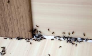 mravenci byt