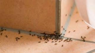 mravenci doma dlazdice