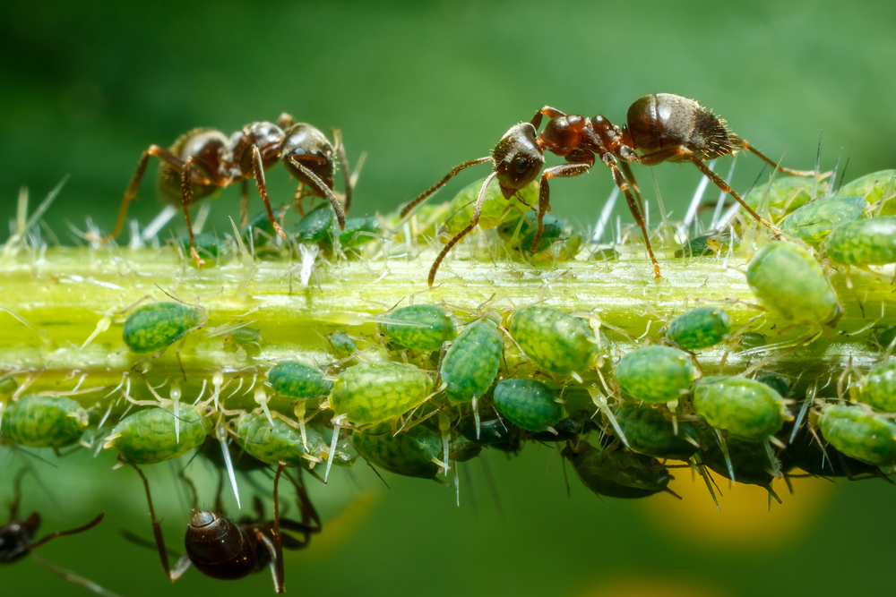 Mšice žijí v symbióze s mravenci