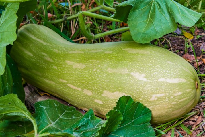 obri cuketa