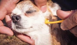 V boji proti klíšťatům bez chemie: Psa ochrání jantarový obojek