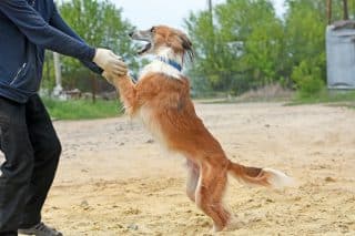 Cvičitel prozradil 3 metody, jak rychle odnaučit psa skákat na lidi. Fungují na štěňata i starší mazlíčky
