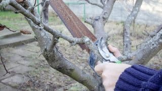 Neničte si úrodu zbytečnými chybami při prořezávání stromů. Mezi lidmi je rozšířen špatný postup