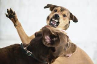 Kynolog radí, jak zachránit svého mazlíčka, když na něj zaútočí cizí pes. Všichni dělají tu stejnou chybu a riskují fatální následky
