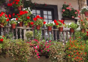 Balkónové květiny