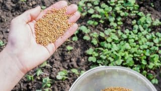 Škůdci se k vašim rostlinkám nepřiblíží na centimetr: 3 způsoby využití nepřekonatelné síly hořčičného semínka
