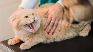 Proč kočky syčí: Pokud si myslíte, že jde o projev agrese, vyvedeme vás z omylu. Něco důležitého se vám snaží sdělit