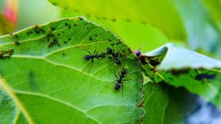 mravenci msice list