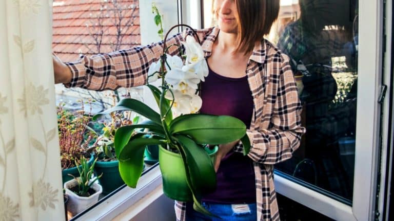 Milovníci orchidejí, zapamatujte si: 4 kořeny, 4 stupně, 4 měsíce a 40 minut. Rostlin bude tolik, že už na ně nebudete mít místo