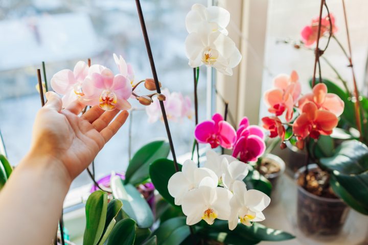 orchideje
