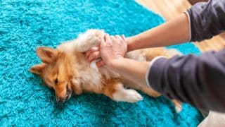 Tady končí veškerá legrace: Jak poskytnout první pomoc vašemu psovi a kdy okamžitě zamířit k veterináři