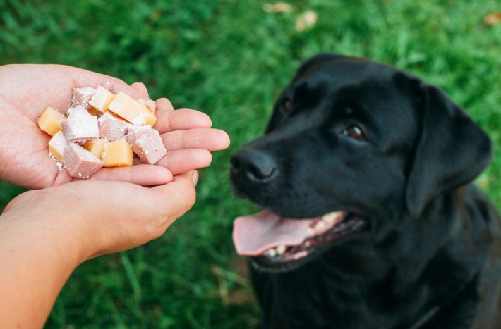 Pes přijímá jídlo z cizích rukou