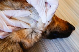 Jak bez pinzety vytáhnout klíště domácímu mazlíčkovi: Mezi bezpečné patří i způsob s nití nebo stříkačkou