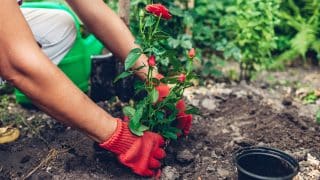 6 častých pěstitelských omylů, kterými růžím ubližujete. Poučte se a na zahradě budete mít rozkvetlý ráj