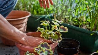 Muškáty a zase muškáty. Dopřejte jim špetku skořice a budete se pyšnit nejhezčími truhlíky široko daleko