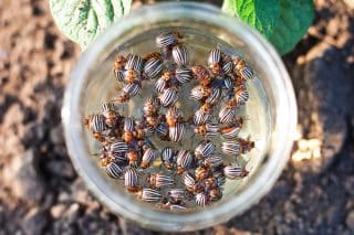 Zbavte se mandelinky přírodní cestou. Pomohou cibulové slupky i popel