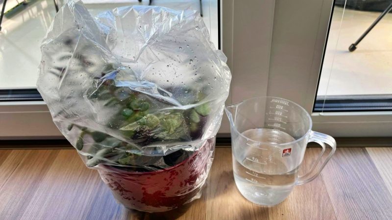 samozavlazovaci system pokojovky