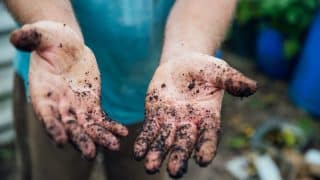 Pět plus jeden tip, jak vyčistit a zjemnit ruce po práci na zahradě. Výborným pomocníkem je citron nebo škrob