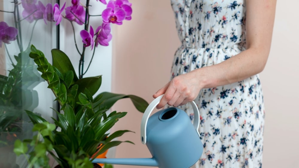 Domácí jednosložkové hnojivo, po kterém orchidej pokvete téměř bez přestávky. Potřebujete jen rýži, nic víc