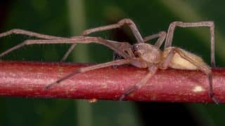 Nejjedovatější pavouk žijící v Česku: Schovává se v trávě a jeho kousnutí je snadno zaměnitelné s včelím bodnutím