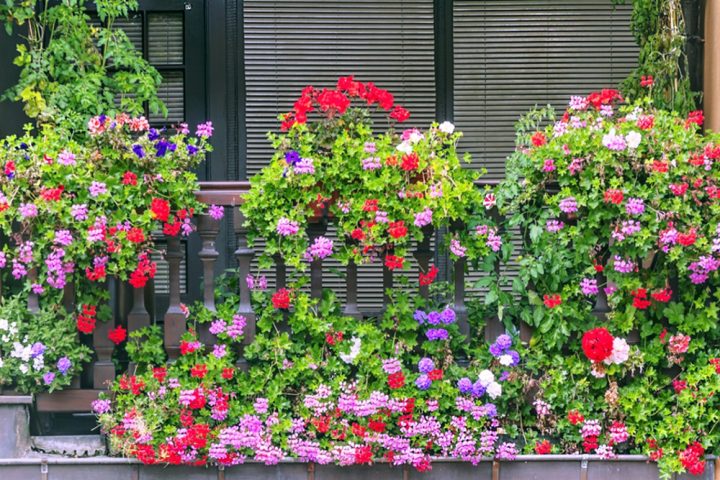balkon pelargonie muskaty