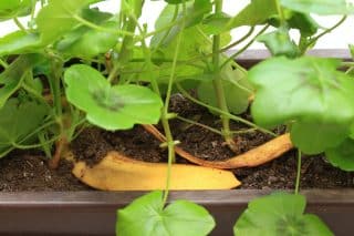 Hnojivo z banánových slupek nikdy nezklame – dá se použít na tisíc způsobů a hodí se pro všechny typy rostlin