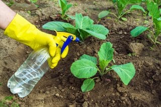 Ochraňte zahradu tím, co je jí vlastní: Domácí insekticid odežene veškerý nežádoucí hmyz na míle daleko