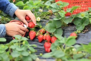 Jak znásobit úrodu jahod: Mulčování, hnojivo a ochrana před škůdci