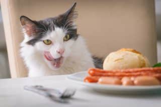 Nevinný zvyk, který je však pro kočky extrémně nebezpečný. Jak je odnaučit, že kradou „naše“ jídlo?