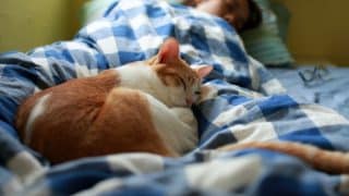 Důležité informace pro majitele koček: Dávejte pozor, kde je necháváte spát, a nehazardujte se svým životem