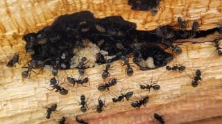 mravenci kladou vajicka drevo