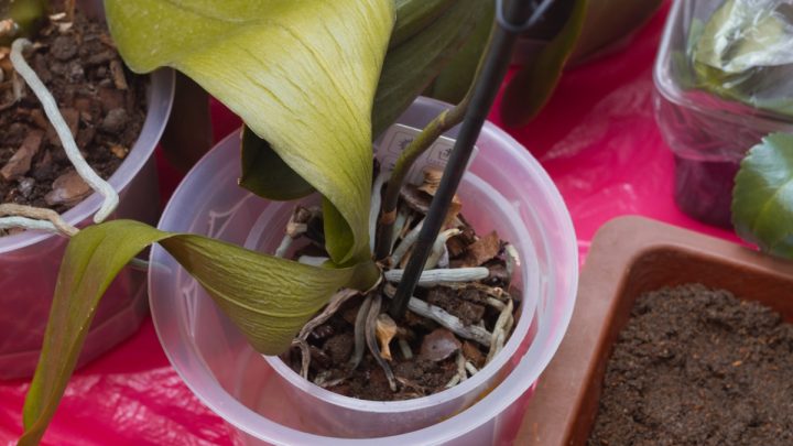 orchidej na pokraji smrti