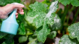 Zatočte na své zahradě s obávaným padlím. Napadenou rostlinu zachráníte mýdlem či odvarem z přesličky