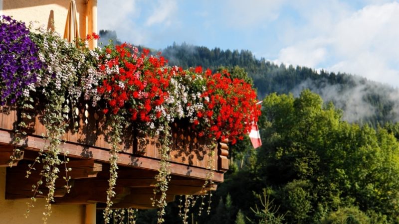 pelargonie balkon hory
