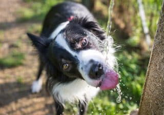 Otrava vodou představuje pro psy smrtelné riziko: Vše, co o ní musí vědět každý páníček, a jak se dá mazlíček zachránit