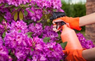 Hmyzí škůdci si na vaší zahradě ani neškrtnou: Připravte si domácí 4složkový insekticid za pár korun