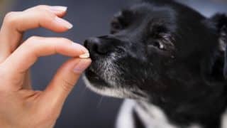 Jak správně podat psovi léky, aby je neplival a ani jeden jste si neublížili? Veterinář radí několik bezpečných způsobů