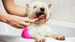 Zanedbaná hygiena je častou příčinou, proč vašemu chlupáčovi smrdí z tlamy. Jak správně čistit psí chrup?